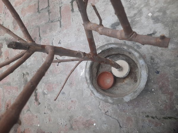 화분에 가지를 꽂으세요