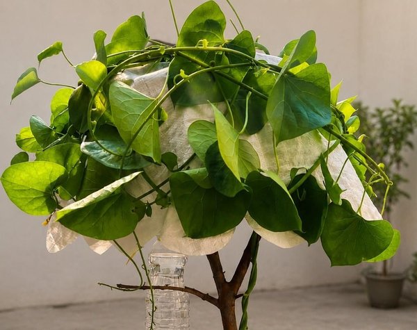 지붕은 자연이 마무리하게 둡시다 🌿